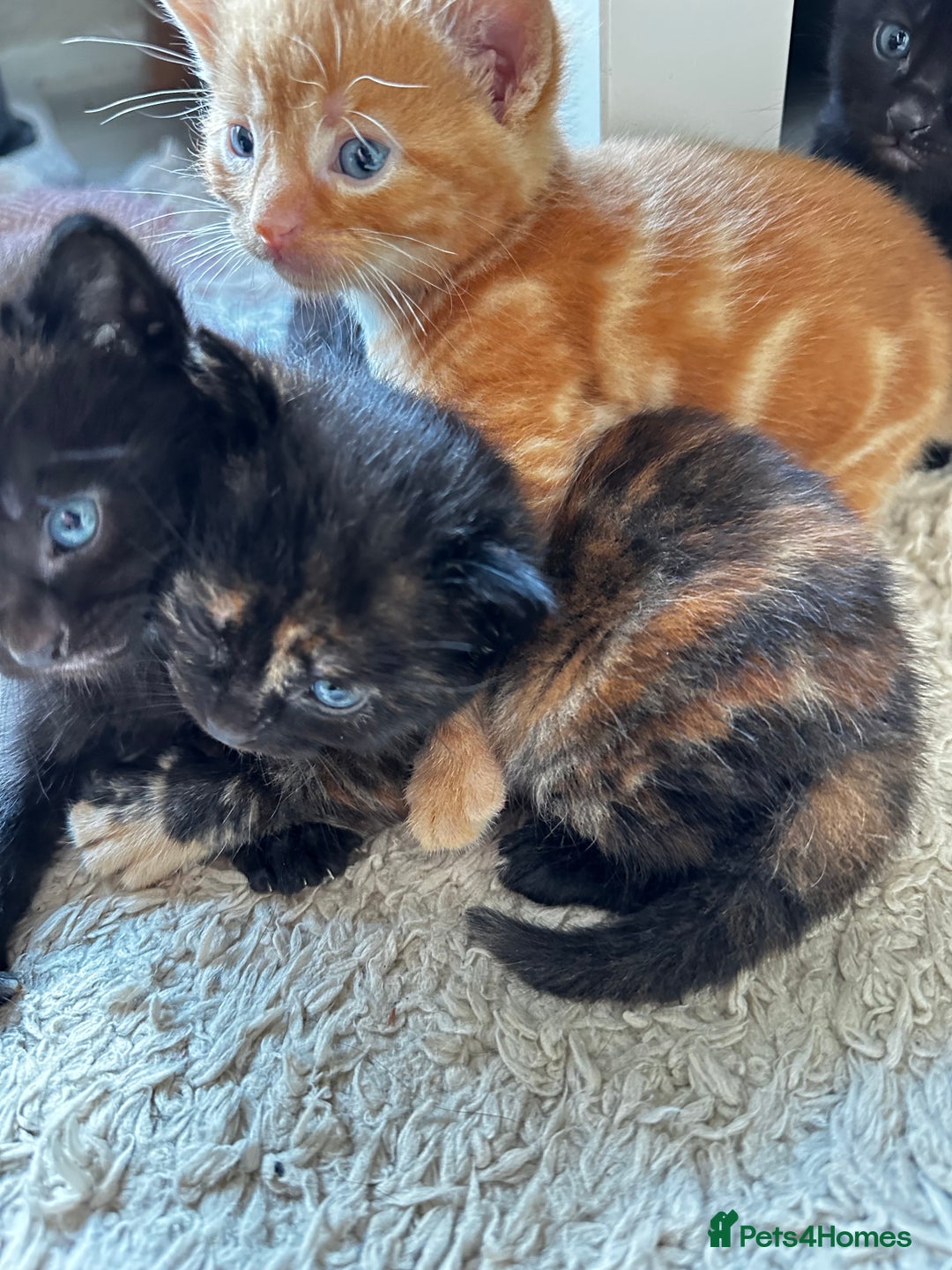 Mixed Breed cats for sale: Adorable little kittens looking for a new home - Image 1