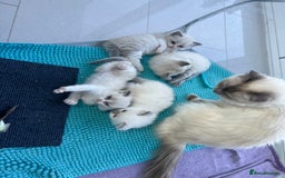 Ragdoll cats for sale: 3 beautiful purebred BLUE point RAGDOLL kittens  - Image 4