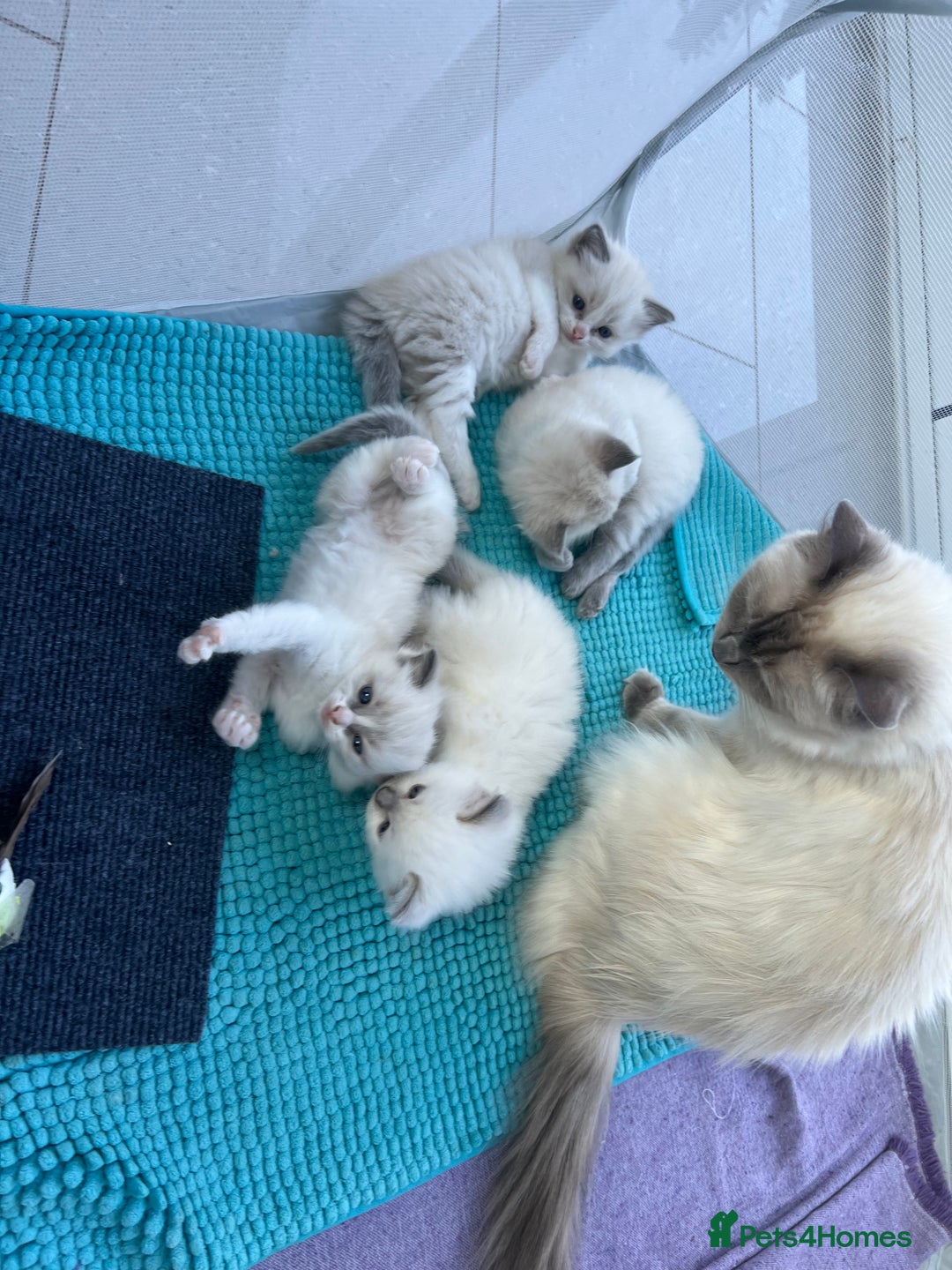 Ragdoll cats for sale: 3 beautiful purebred BLUE point RAGDOLL kittens  - Image 4