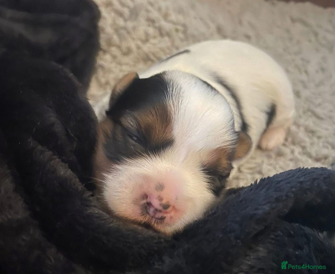 Yorkshire Terrier dogs for sale: Coloured Yorkshire Terrier Puppies  - Image 21