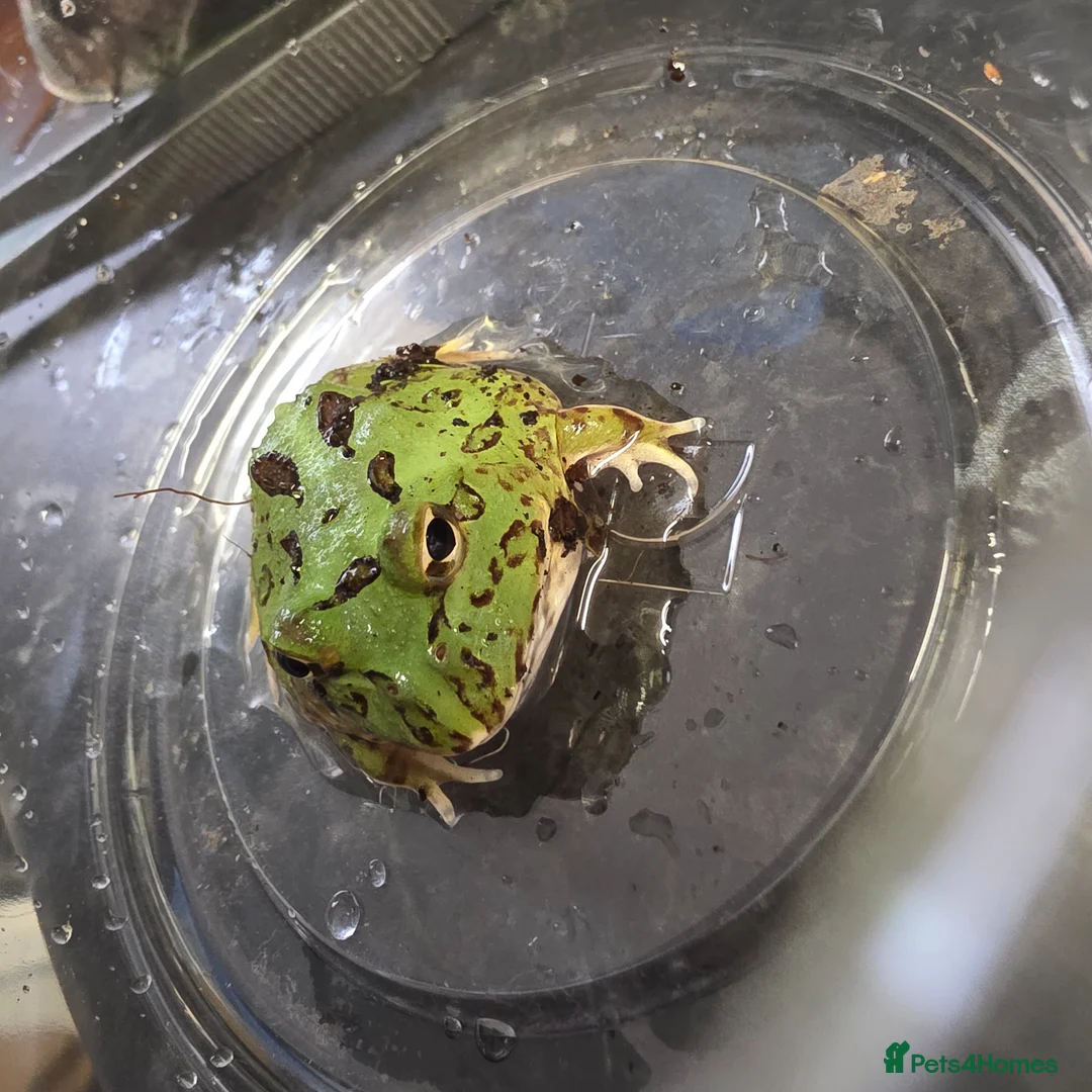 Frog reptiles for sale: Green pacman frog - Advert 3