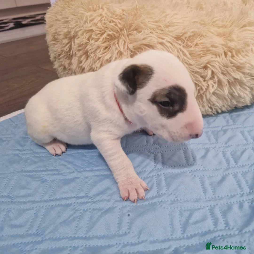 Bull Terrier dogs for sale: Bullterrier  - Advert 2