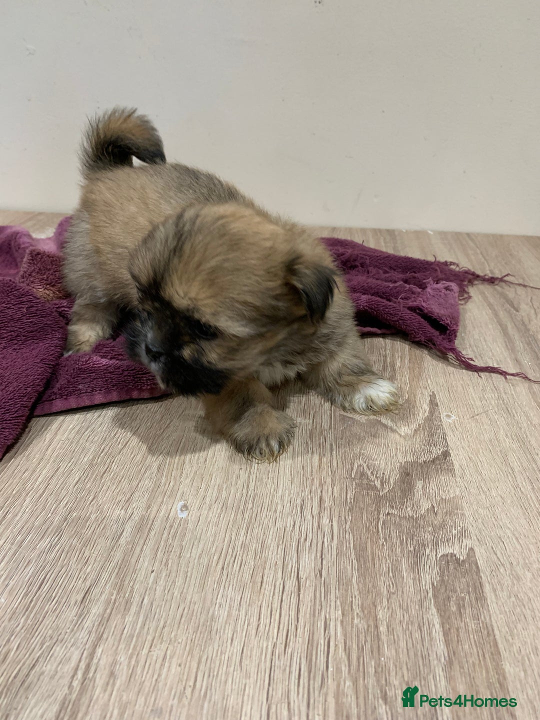 Lhasa Apso dogs for sale: Adorable Lhasa Apso puppies for sale - Advert 9