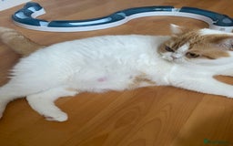 British Shorthair cats for sale: Pedigree British Shorthair  - Image 8