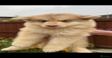 German Shepherd dogs - Advert 3