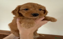 Cockapoo dogs for sale: Beautiful Health tested Toy Cockapoo Puppies - Image 7