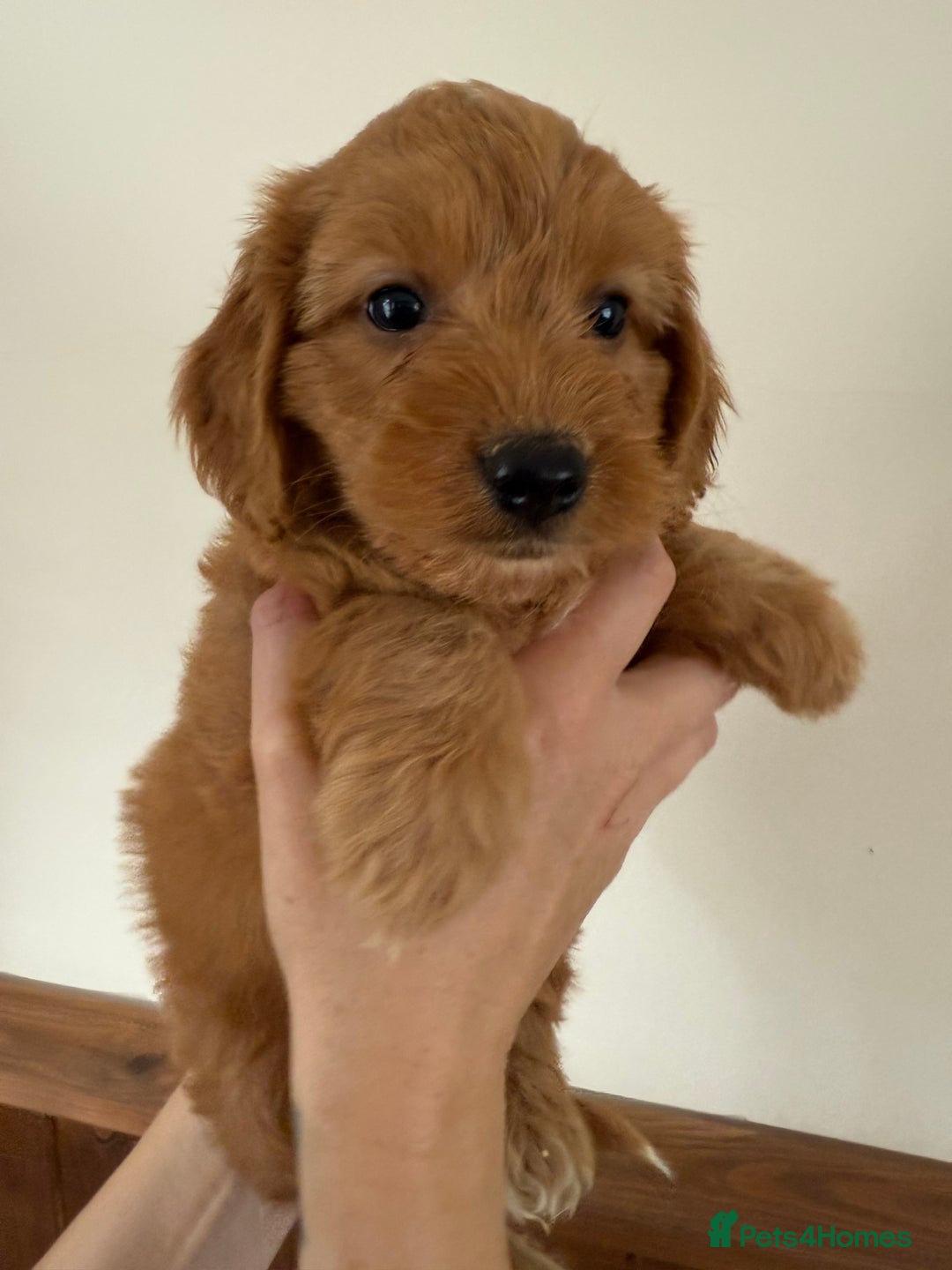 Cockapoo dogs for sale: Beautiful Health tested Toy Cockapoo Puppies - Image 7