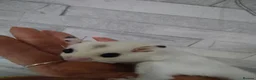 Sugar Glider rodents for sale: Stunning sugar gliders  - Advert 1