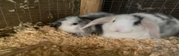 Mini Lop rabbits for sale: Mini lop litter. A pair for £60 - Advert 2