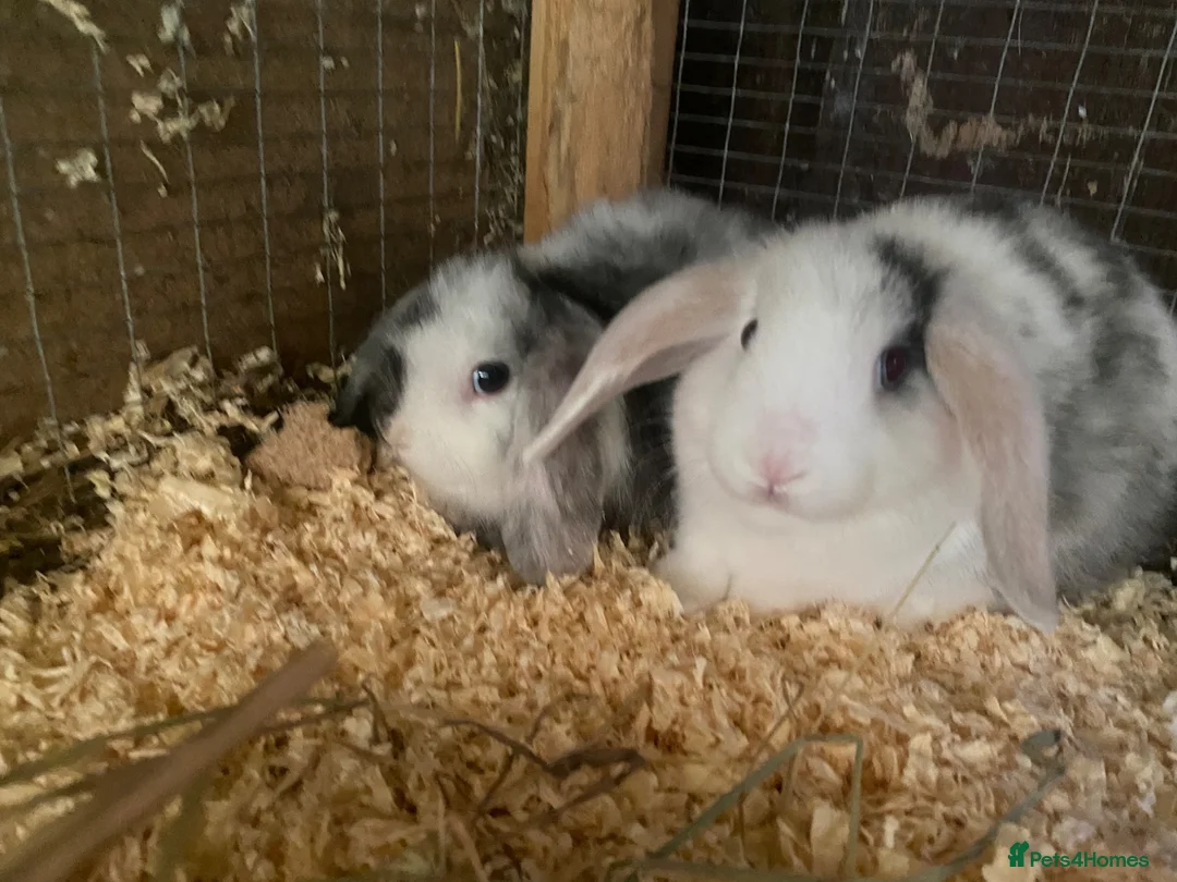 Mini Lop rabbits for sale: Mini lop litter. A pair for £60 - Advert 2