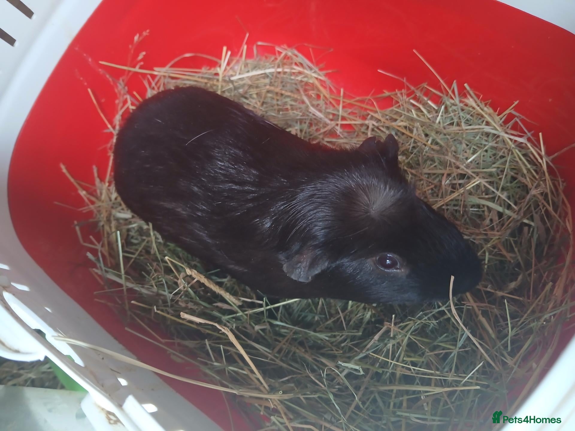Guinea Pig rodents Baby boars for sale (REDUCED) - Advert 2
