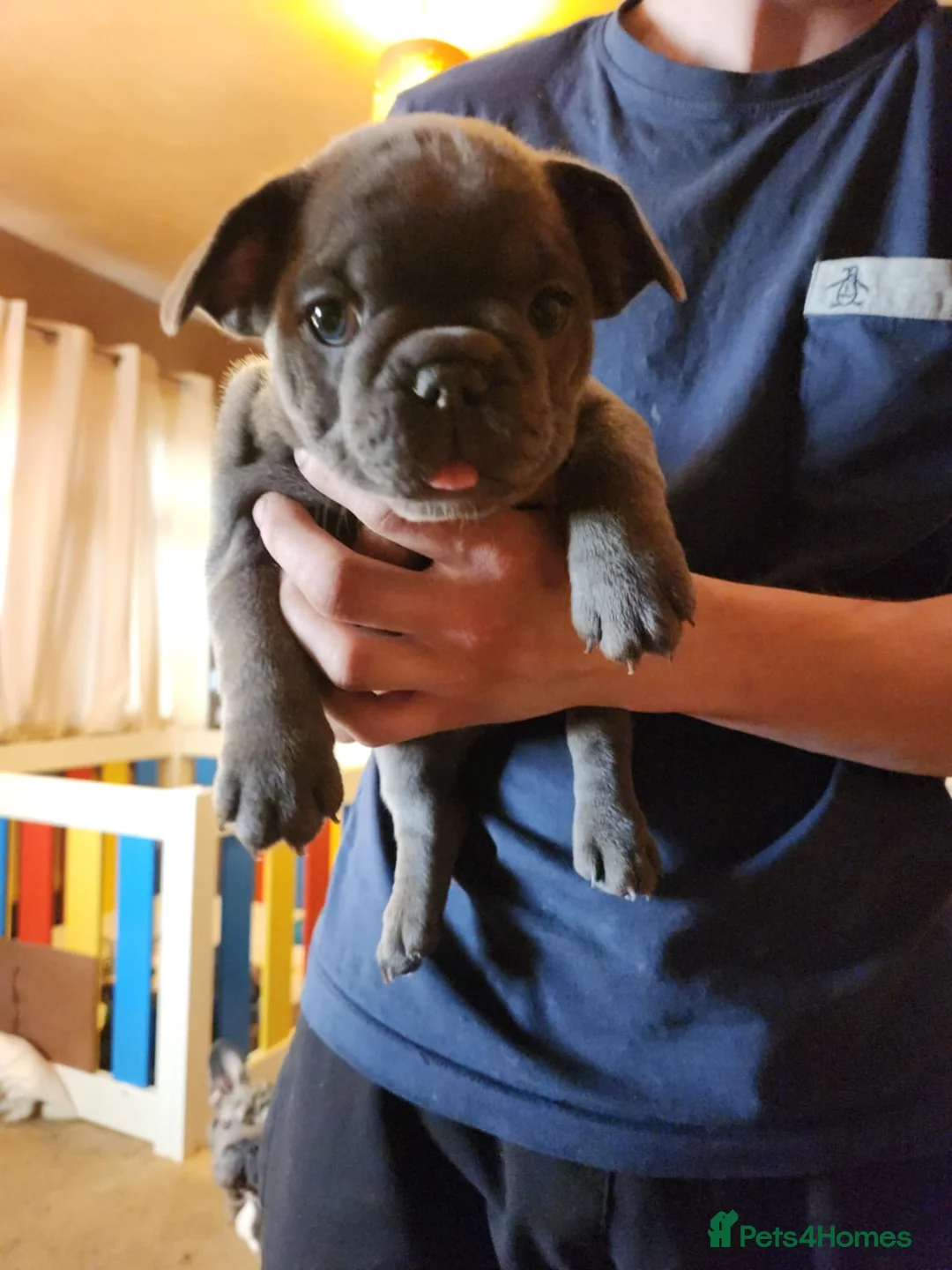 French Bulldog dogs for sale: 7 week old french bulldog puppies - Advert 8