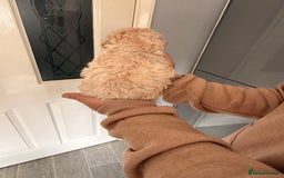 Poochon dogs for sale: Poochon Puppies  - Image 11