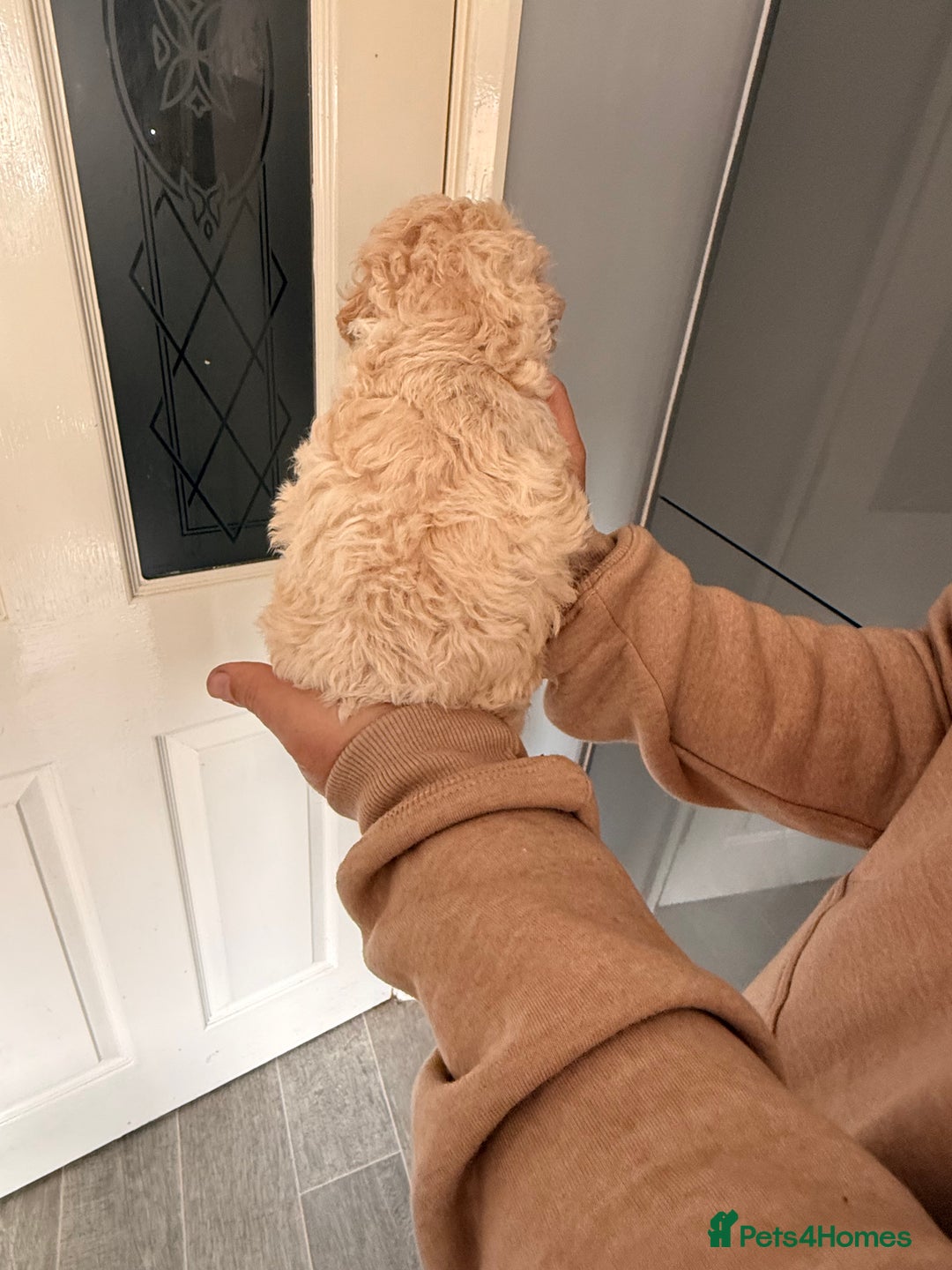 Poochon dogs for sale: Poochon Puppies  - Image 11