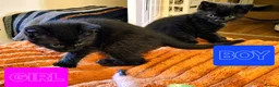 Mixed Breed cats for sale: 2 KITTENS AVALIABLE 23.06.2026 in Broxburn - Advert 3