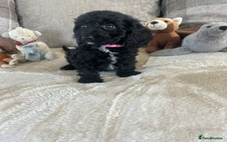Cockapoo dogs for sale: Gorgeous F1 cockapoo puppies  - Image 8