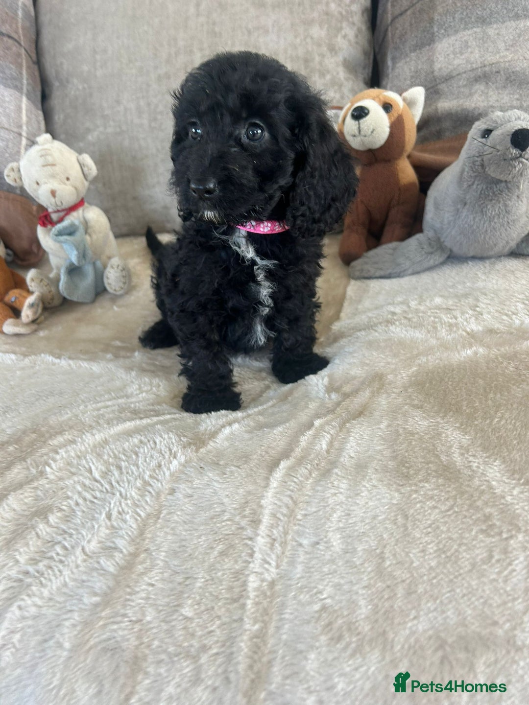 Cockapoo dogs for sale: Gorgeous F1 cockapoo puppies  - Image 8