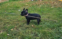 French Bulldog dogs for sale: 4 month old female French bulldog brindle - Image 3