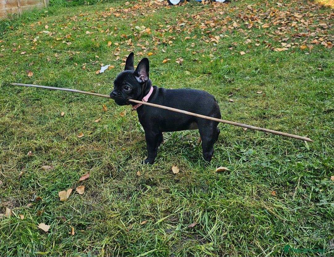 French Bulldog dogs for sale: 4 month old female French bulldog brindle - Image 3