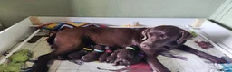 Labrador Retriever dogs for sale: Chocolate Labradors Puppies,Health Tested Parents  - Advert 9