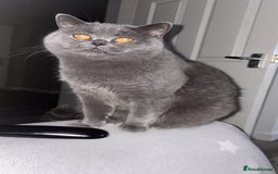 Scottish Fold cats for sale: 3 year old Scottish fold  - Image 1