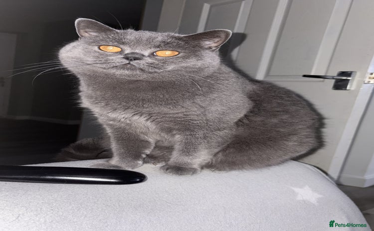 Scottish Fold cats - Advert 4