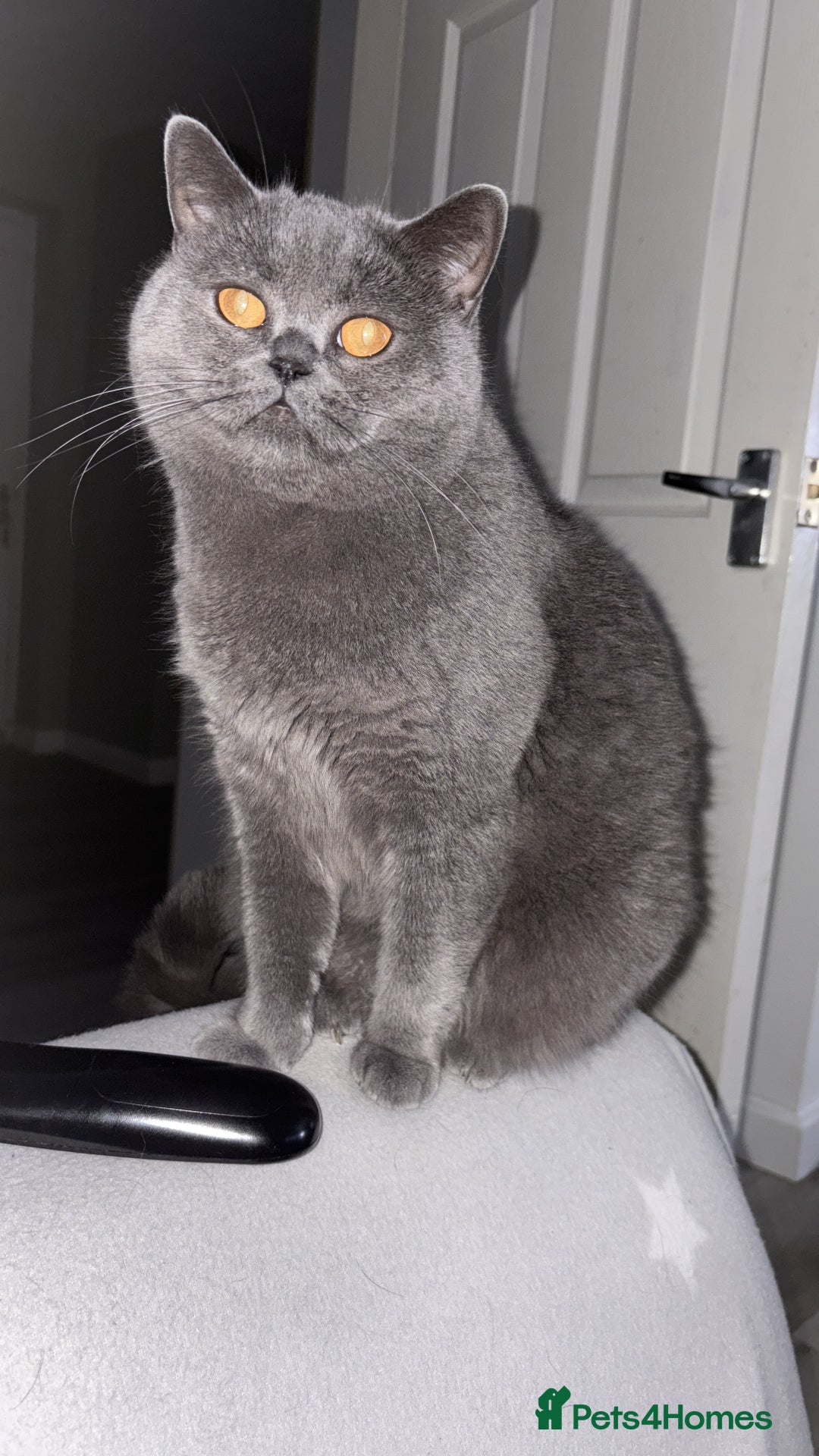 Scottish Fold cats for sale: 3 year old Scottish fold  - Image 1