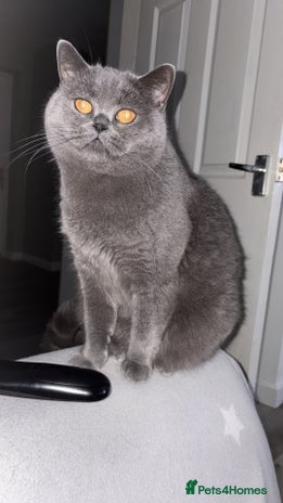 Scottish Fold cats - Advert 7