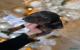 Dachshund dogs for sale: Daschund puppies - Advert 11