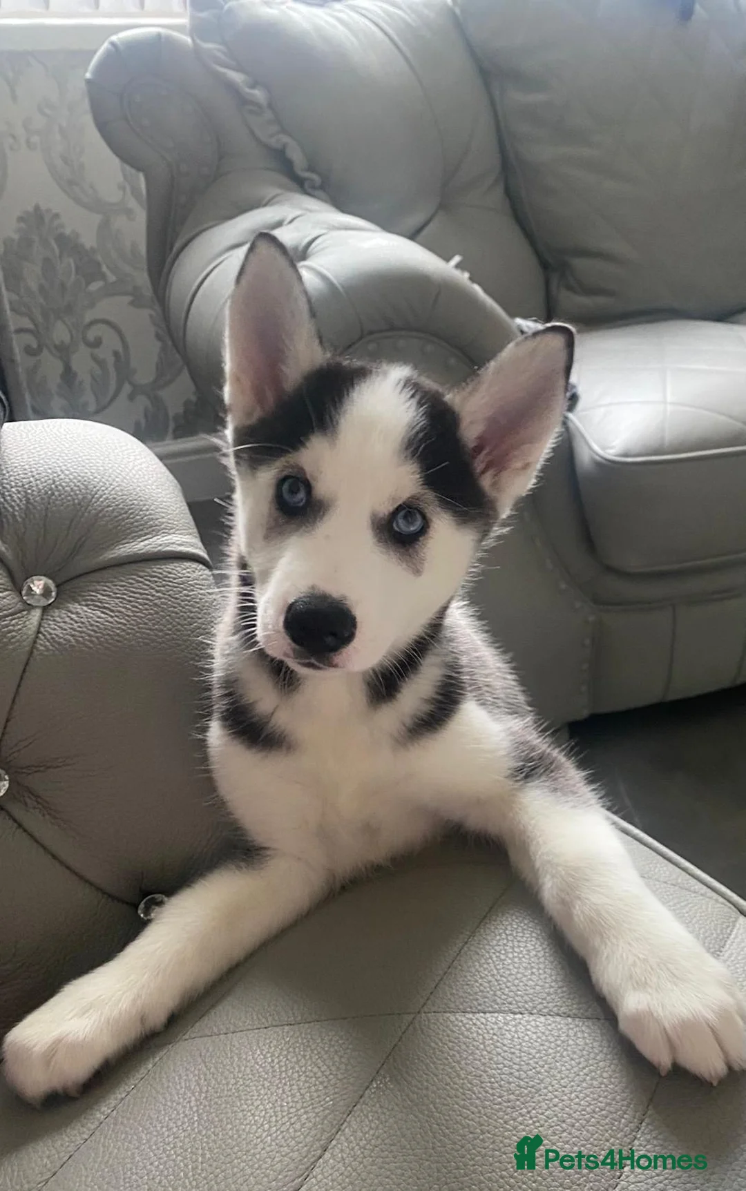 Siberian Husky dogs for sale: Husky - Advert 2