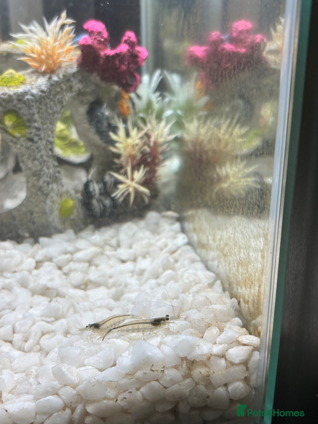 Platies fish for sale: Platys, shrimp, golden cloud minnows - Image 3