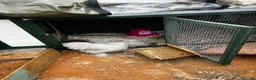 Chickens poultry for sale: Female lavender bantams  - Advert 1