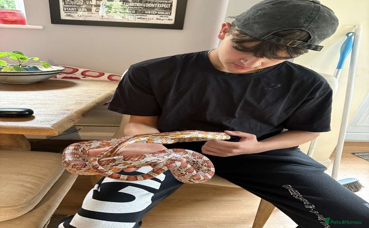 Corn Snake reptiles - Advert 1