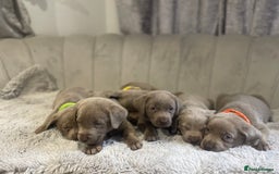 Labrador Retriever dogs for sale: Stunning silver Labradors puppy’s  - Advert 8