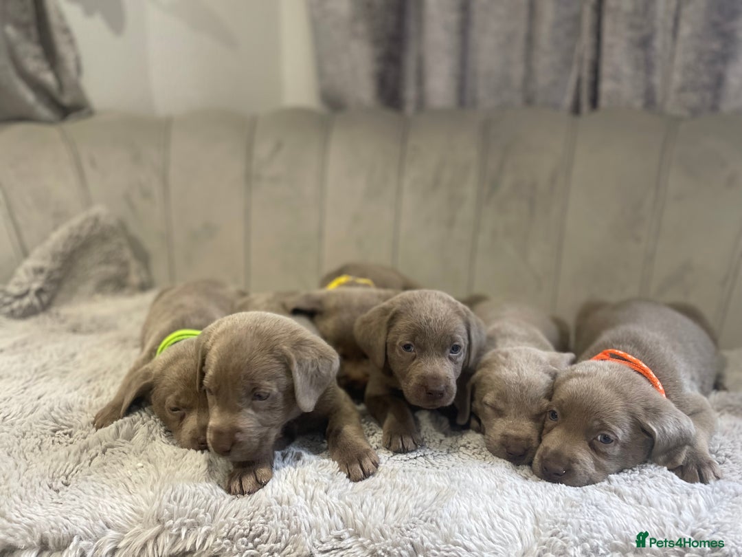 Labrador Retriever dogs for sale: Stunning silver Labradors puppy’s  - Advert 8