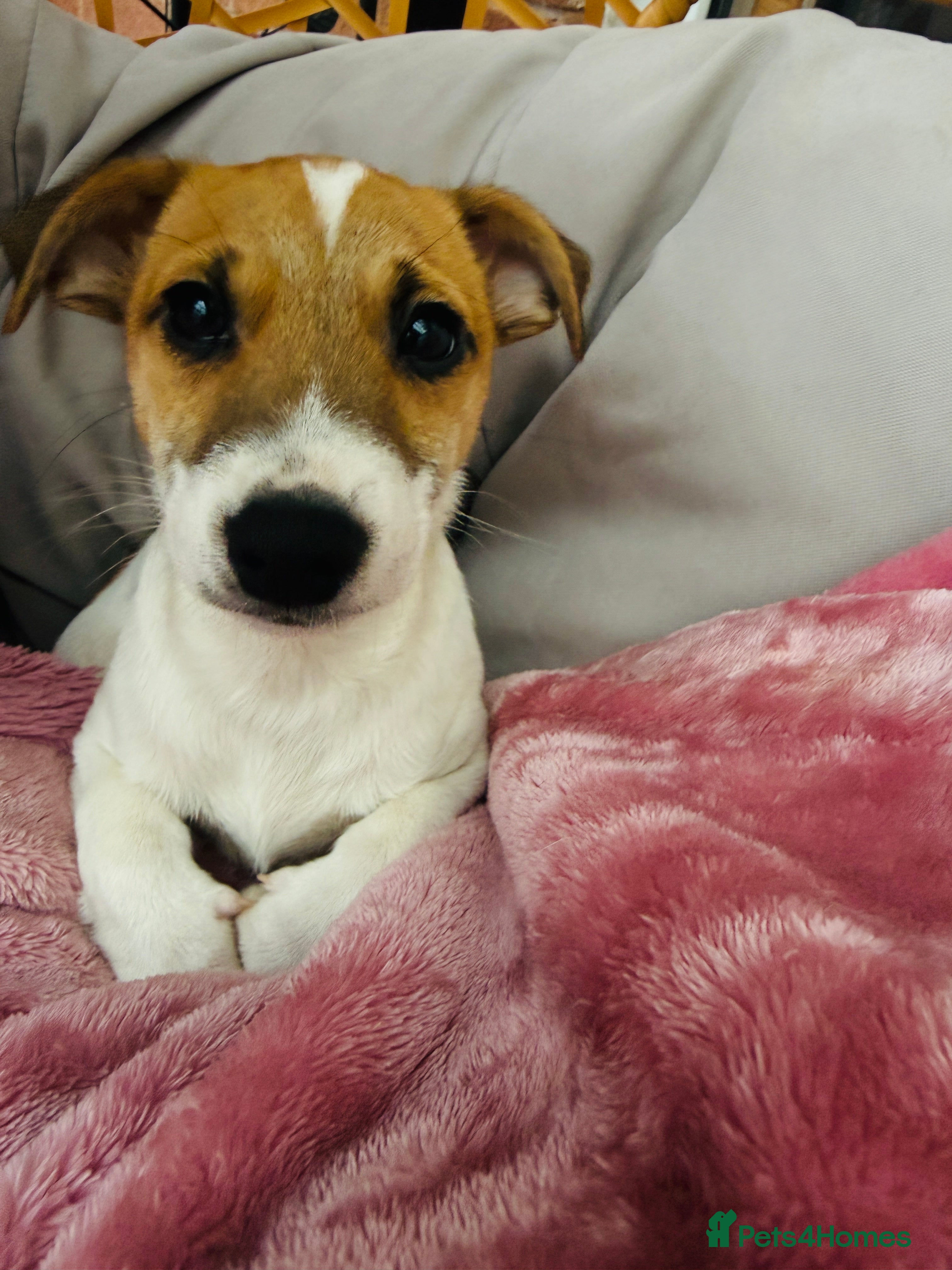 Jack Russell dogs Baby Jack Russell pups adorable  - Advert 6