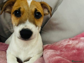 Jack Russell dogs Baby Jack Russell pups adorable - Advert 2