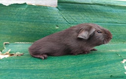 Guinea Pig rodents for sale: Baby Sows. Swiss, Self and Dalmation. - Image 11