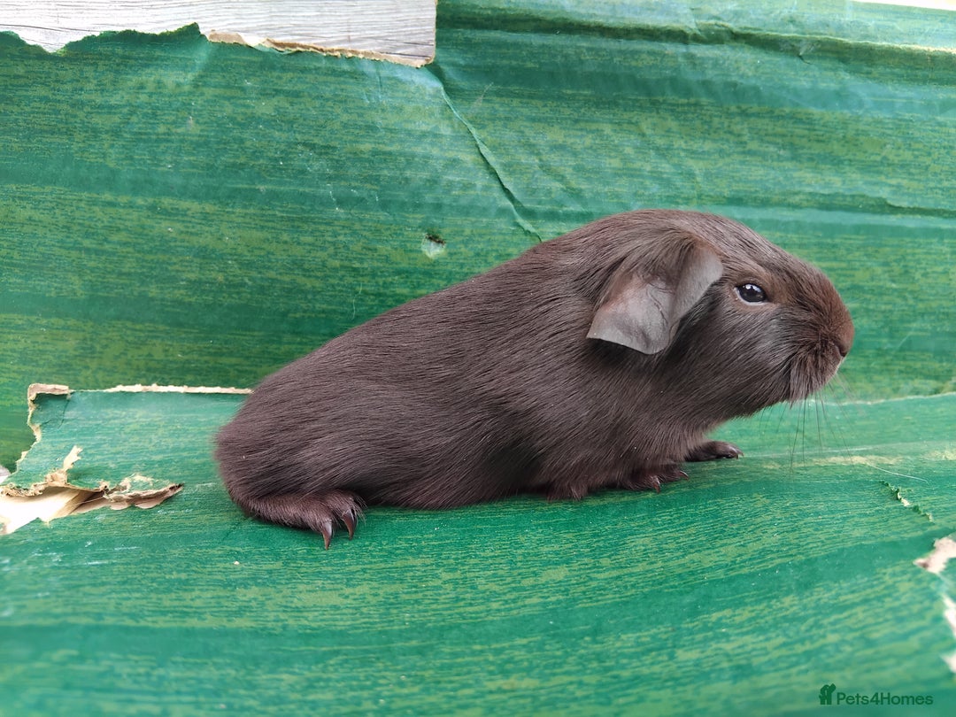 Guinea Pig rodents for sale: Baby Sows. Swiss, Self and Dalmation. - Image 11
