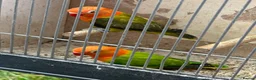 Lovebirds birds for sale: Lovebirds  in Manchester - Advert 14