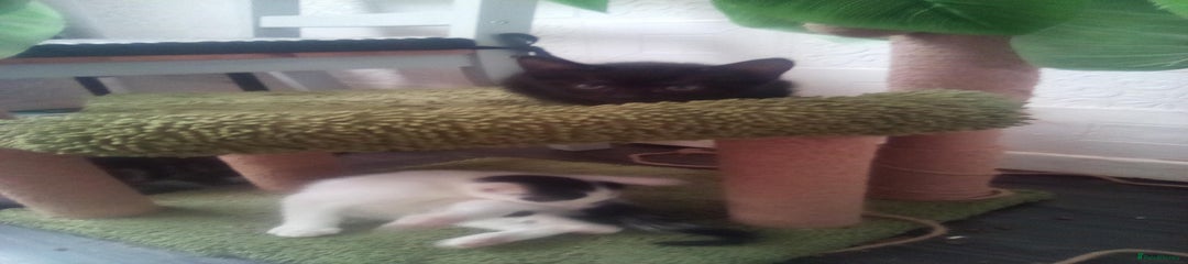 Mixed Breed Kitten 5