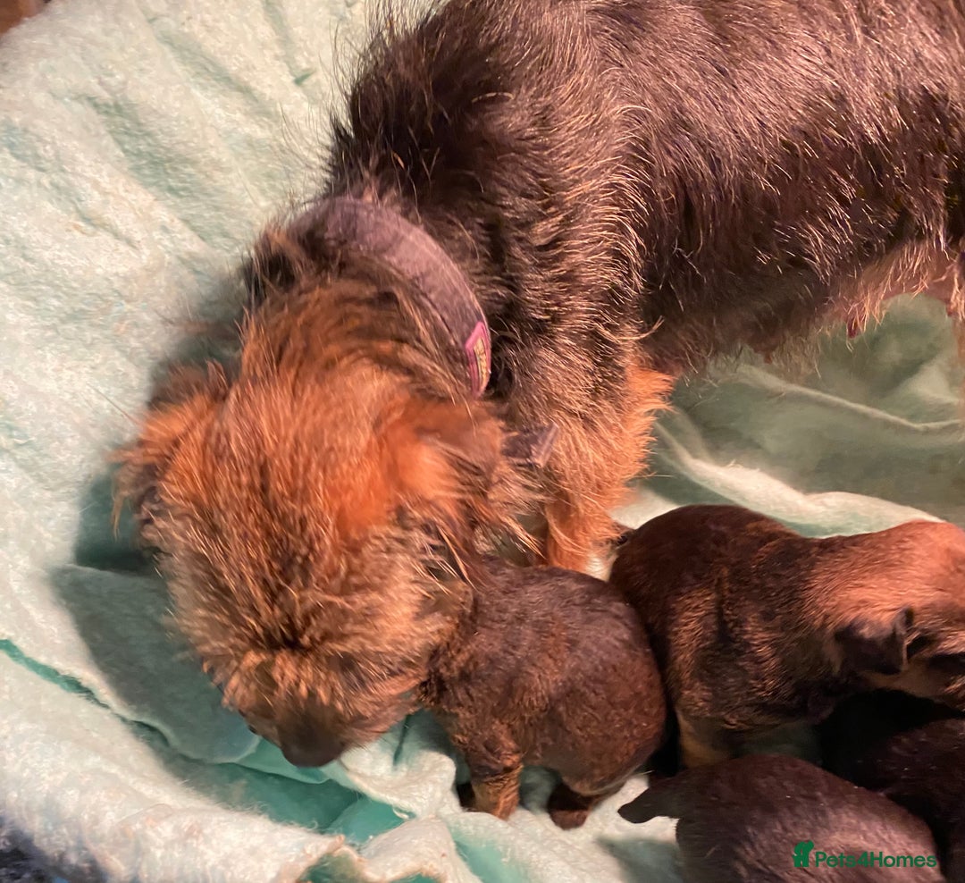 Border Terrier dogs for sale: KCReg Border Terrier Pups - Advert 4