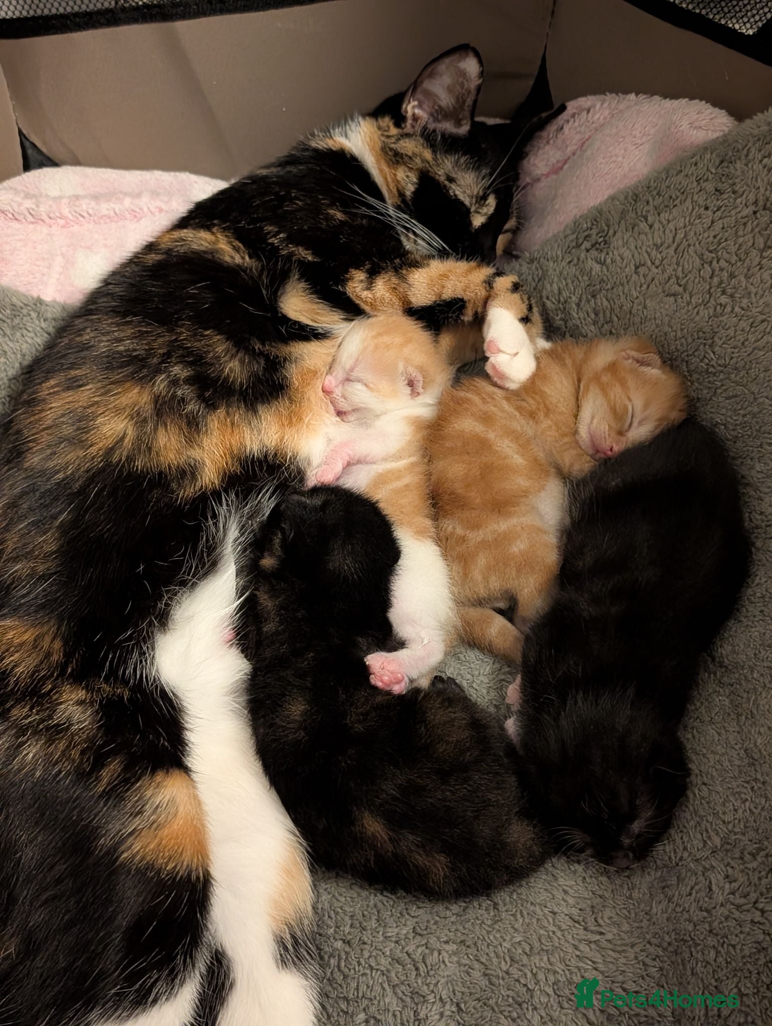 Mixed Breed cats Gorgeous female Kittens for sale - Advert 1