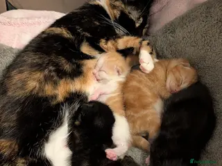 Mixed Breed cats Gorgeous female Kittens for sale - Advert 2