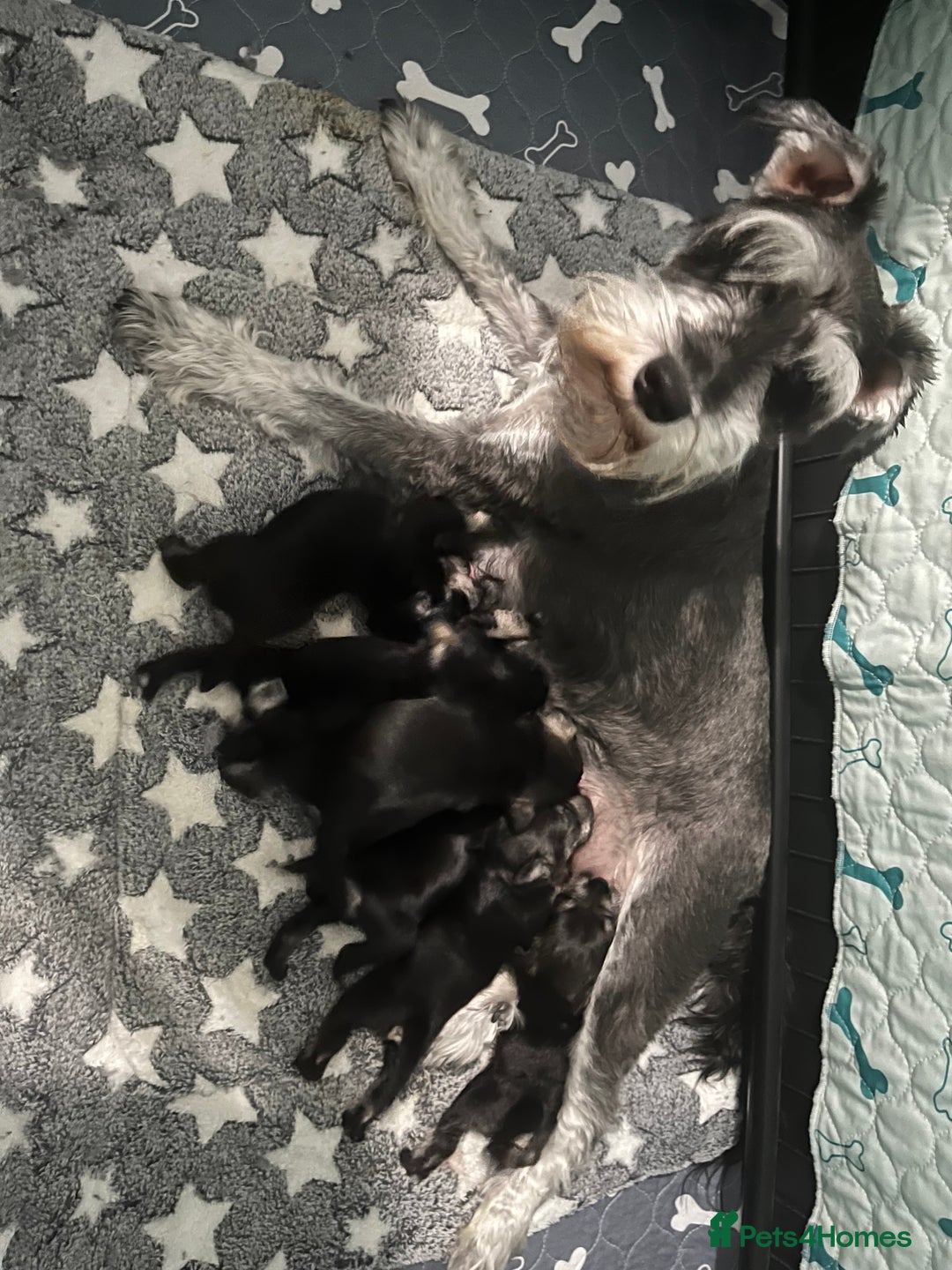 Miniature Schnauzer dogs for sale: Beautiful KC miniature Schnauzers  - Advert 2