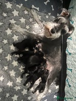 Miniature Schnauzer dogs - Advert 14