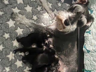 Miniature Schnauzer dogs - Advert 5
