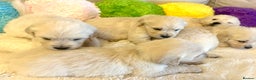 Golden Retriever dogs for sale: Outstanding Champion Lines KC Registered - Advert 16