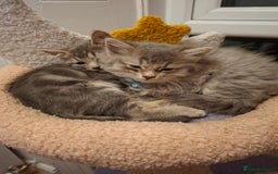 Mixed Breed cats for sale: Male kitten  - Image 1