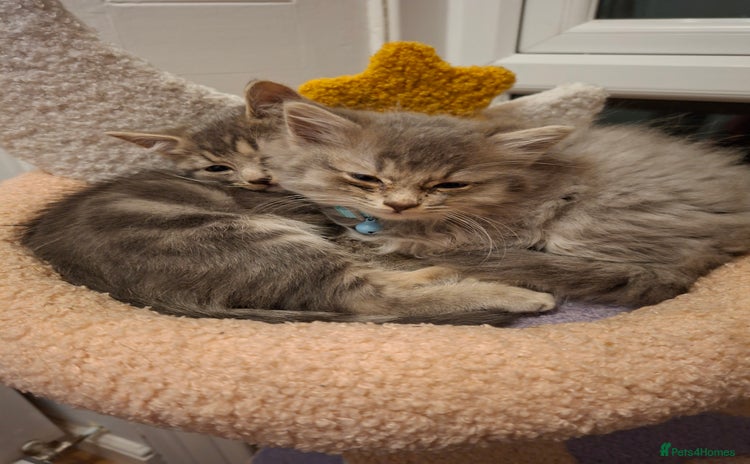 Mixed Breed cats - Advert 9